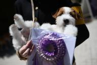 A Russel Terrier named Wizard is cradled by his handler after competing in the 148th Westminster Kennel Club Dog show, at the USTA Billie Jean King National Tennis Center, Flushing Meadows Corona Park(, Queens, NY, May 13, 2024. (Photo by Anthony Behar/Sipa USA