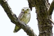 An owl perches on a branch of a tree on the outskirts of Ajmer, India on May 14, 2024. Photo by Abaca\/Sipa