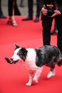 Messi the dog attends "Le Deuxie?me Acte" ("The Second Act") Screening &amp; opening ceremony red carpet at the 77th annual Cannes Film Festival at Palais des Festivals on May 14, 2024 in Cannes, France. (Photo by Stefanos Kyriazis/LiveMedia/Sipa USA