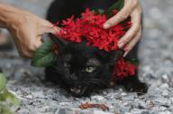 A pet owner puts a Ixora coccinea flower onto the neck of a black cat in a garden in Nakhon Sawan Province north of Bangkok. (Photo by Chaiwat Subprasom \/ SOPA Images\/Sipa USA