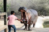 Jaipur, May 13, 2024 (ANI): A hippopotamus being fed with a watermelon by a caretaker on a hot summer day at Nahargarh Biological Park, in Jaipur on Monday. (ANI Photo via Hindustan Times/Sipa USA