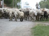 A flock of sheep is returning from grazing in Ernestinovo, Croatia on 21. May 2024. Photo: Emica Elvedji\/PIXSELL\/Sipa
