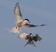 A pair of Arctic Terns put on a fascinating display as they fight over a nesting site over a small island in the Firth of Lorne. (c) Stephen Lawson | www.EdinburghElitemedia.co.uk/Sipa