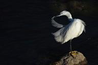 An egret is seen cleaning and straightening its feathers on a stone rock. An egret living in the Tigris River, which passes near the city of Diyarbakir in Turkey, cleans and straightens its feathers one by one during evening time. (Photo by Mehmet Masum Suer \/ SOPA Images\/Sipa USA