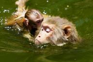 Macaques cool off in a pond to beat the scorching heat at Galta ji Temple in Jaipur, India on 30 May 2024. Photo by Abaca\/Sipa