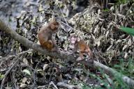 Two young monkeys sitting on an uprooted tree in the Sundarbans after cyclone Remal