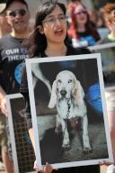 An activist holds a photo of a dog in poor condition during the demonstration. Animal rights activists gathered at Wellington Arch in London for the National Animal Rights Day (NARD). The annual event is observed in over 50 countries around the world. It gives a voice to all animals and honours the billions of animals killed by human hand, and encourages the move towards a vegan, plant-based future. (Photo by Martin Pope / SOPA Images/Sipa USA