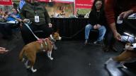 People interact with Basenjis during the American Kennel Club ‘Meet the Breeds’ dog show at the Jacob Javitz Center, New York, NY, January 28, 2023. The event showcases hundreds of different breeds for people to experience