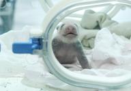 The baby panda are born and raised in the foster box in Chongqing,China on 25th June, 2021.(Photo by TPG/cnsphotos