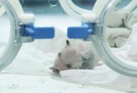 The baby panda are born and raised in the foster box in Chongqing,China on 25th June, 2021.(Photo by TPG/cnsphotos