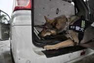 The Yunnan drug detection dog "hurricane" cracked a drug case with narcotics police in Xishuangbanna,Yunnan,China on 25th June, 2021.(Photo by TPG/cnsphotos