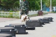 The police dogs are taking trainings at the training base in Harbin,Heilongjiang,China on 28th June, 2021.(Photo by TPG/cnsphotos