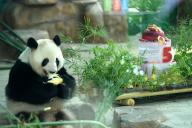 The brother and sister pandas are eating ice cake to celebrate their 5th birthday in Nanning,Guangxi,China on 27th June, 2021.(Photo by TPG/cnsphotos