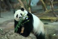 The brother and sister pandas are eating ice cake to celebrate their 5th birthday in Nanning,Guangxi,China on 27th June, 2021.(Photo by TPG/cnsphotos