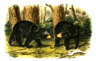 Amerikanische SchwarzbÃ¤r, Ursus americanus, digital restaurierte Reproduktion einer Originalvorlage aus dem 19. Jahrhundert, genaues Originaldatum nicht bekannt \/ American black bear, Ursus americanus, historical, digital improved reproduction of