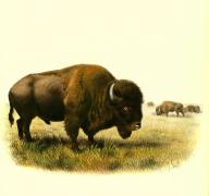 Amerikanische Bison, Bos bison, Bison bison, BÃ¼ffel, ein in Nordamerika verbreitetes Wildrind, Historisch, digital restaurierte Reproduktion einer Vorlage aus dem 19. Jahrhundert \/ American bison, Bison bison, Buffalo, is a species of bison