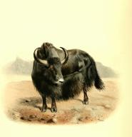 Yak, Bos mutus, auch Jak, ist eine in Hochasien verbreitete Rinderart, Historisch, digital restaurierte Reproduktion einer Vorlage aus dem 19. Jahrhundert \/ wild yak, Bos mutus is a large, wild cattle native to the Himalayas, historical, digital
