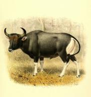Banteng, Bos javanicus, auch Sunda-Ochse genannt, ist ein Wildrind, das in SÃ¼dostasien beheimatet ist, Historisch, digital restaurierte Reproduktion einer Vorlage aus dem 19. Jahrhundert \/ Javan Banteng, Bos javanicus, also known as tembadau, is