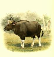 Gaur, Bos gaurus, der grÃ¶Ãte lebende Vertreter der Rinder, Historisch, digital restaurierte Reproduktion einer Vorlage aus dem 19. Jahrhundert \/ Gaur, Bos gaurus, also known as the Indian bison, is a bovine native to South and Southeast Asia,
