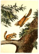 NÃ¶rdliche GleithÃ¶rnchen, Glaucomys sabrinus, digital restaurierte Reproduktion einer Originalvorlage aus dem 19. Jahrhundert, genaues Originaldatum nicht bekannt \/ northern flying squirrel, Glaucomys sabrinus, historical, digital improved