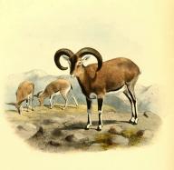 Blauschaf, Pseudois nayaur, auch Bharal oder Nahur, Historisch, digital restaurierte Reproduktion einer Vorlage aus dem 19. Jahrhundert \/ Bhara, Pseudois nayaur, also called the blue sheep, is a caprine native to the high Himalayas, historical,