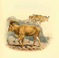 MÃ¤hnenspringer, Ammotragus lervia, auch als MÃ¤hnenschaf, Berberschaf oder Aoudad, Historisch, digital restaurierte Reproduktion einer Vorlage aus dem 19. Jahrhundert \/ Barbary sheep, Ammotragus lervia, also known as aoudad, Arul or african sheep