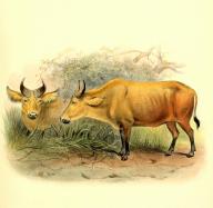 Afrikanischer WaldbÃ¼ffel, Syncerus caffer nanus, auch bekannt als ZwergbÃ¼ffel oder Kongo-BÃ¼ffel, Historisch, digital restaurierte Reproduktion einer Vorlage aus dem 19. Jahrhundert \/ African forest buffalo, Syncerus caffer nanus, also known as