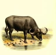KaffernbÃ¼ffel, Syncerus caffer, auch SchwarzbÃ¼ffel, Afrikanischer BÃ¼ffel oder SteppenbÃ¼ffel, Historisch, digital restaurierte Reproduktion einer Vorlage aus dem 19. Jahrhundert \/ Cape buffalo, African buffalo, Syncerus caffe. a large sub
