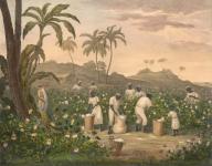 The processing of cotton, cultivation on a cotton plantation and harvesting of cotton by slaves, 1810, America, Historic, digitally restored reproduction from a 19th century original
