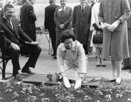 United States: March 9, 1965. Lady Bird Johnson gets down and dirty for national beautification. Secretary of the Interior Stewart Udall looks on as the First Lady plants flowers in a public park.