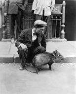 Hollywood, California: c. 1928 Buster Keaton sitting on a curb with a peccary duriing the filming of 