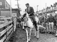 Sioux City, Iowa: September 22, 1960 Workers smile and watch as Senator John F. Kennedy rides a white mule during a campaign visit to the stockyards here. He is on his way to Sioux Falls, South Dakota, to the National Plowing Matches.