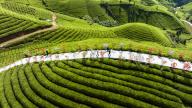 VCG111492458721 ENSHI, CHINA - APRIL 23: Aerial view of tourists visiting a tea garden on April 23, 2024 in Enshi Tujia and Miao Autonomous Prefecture, Hubei Province of China. (Photo by Wen Lin\/VCG