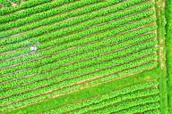 VCG111493011776 JI\'AN, CHINA - APRIL 26: Aerial view of an agricultural drone flying over a field to spray pesticides on April 26, 2024 in Ji\'an, Jiangxi Province of China. (Photo by Song Jinghui\/VCG