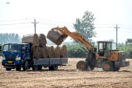 VCG111402912851 ANYANG, CHINA - SEPTEMBER 25: A truck transports bales of corn straw on September 25, 2022 in Anyang, Henan Province of China. (Photo by Wang Zirui\/VCG