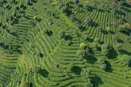 VCG111389956168 PU ER, CHINA - JUNE 30: Aerial view shows green scenery of Pu\'er tea plantation on June 30, 2022 in Pu er city, Yunnan Province of China. (Photo by Liu Ranyang\/China News Service