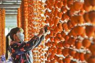 VCG111407196138 YUNCHENG, CHINA - OCTOBER 27: A farmer checks dried persimmons on October 27, 2022 in Yuncheng, Shanxi Province of China. Persimmons are strung together to make dried persimmons. (Photo by Liu Baocheng\/VCG