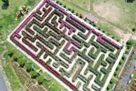 VCG111493463314 DONGYANG, CHINA - APRIL 29: Aerial view of a rosa chinensis (Chinese rose) maze on April 29, 2024 in Dongyang, Zhejiang Province of China. (Photo by Bao Kangxuan\/VCG
