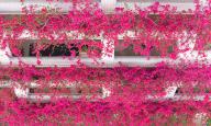 VCG111494306825 CHONGQING, CHINA - MAY 04: Aerial view of blooming bougainvillea flowers surrounding a building in the spring on May 4, 2024 in Chongqing, China. (Photo by Li Hongbo\/VCG