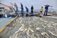 VCG111494991492 NINGDE, CHINA - MAY 08: Workers selectyellow croakers for sale at a yellow croaker farm of Sanduao Bay on May 8, 2024 in Ningde, Fujian Province of China. (Photo by Wang Dongming\/China News Service\/VCG