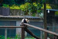 VCG111495256809 CHONGQING, CHINA - MAY 08: Giant panda \'Mang Cancan\' plays on tree stumps at Chongqing Zoo on May 8, 2024 in Chongqing, China. (Photo by VCG\/VCG