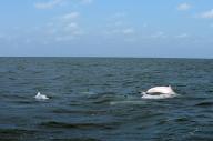 VCG111496472228 ZHANJIANG, CHINA - MAY 16: Chinese white dolphins frolic in Leizhou Bay on May 16, 2024 in Zhanjiang, Guangdong Province of China. Hailed as "mermaids" and "giant pandas in the sea," this endangered species is under the national first-class protection in China. Leizhou Bay was listed as a Chinese white dolphin natural reserve area in Zhanjiang in 2007. Currently, Zhanjiang is home to the world\'s second largest group of Chinese white dolphins. (Photo by Mao Jianjun\/China News Service\/VCG