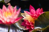 VCG111496615375 HANGZHOU, CHINA - MAY 17: A rare red and yellow water lily (R) is in full bloom at a lotus pond in Xianghu Lake Scenic Area on May 17, 2024 in Hangzhou, Zhejiang Province of China. The two-colored petals, along with the green leaves and clear water, create a vibrant springtime spectacle. (Photo by VCG\/VCG