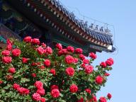 VCG111496675786 BEIJING, CHINA - MAY 17: Chinese roses are in full bloom at Tiantan (Temple of Heaven) Park on May 17, 2024 in Beijing, China. (Photo by Gong Wenbao/VCG 