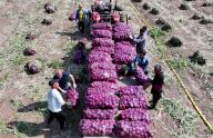 VCG111496773231 BOZHOU, CHINA - MAY 18: Farmers load sacks of harvested onions onto a trailer on May 18, 2024 in Bozhou, Anhui Province of China. The city Bozhou has been working on planting onions to meet the needs of the market, bringing stable income for local farmers. (Photo by VCG\/VCG