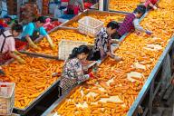 VCG111496796507 QINGDAO, CHINA - MAY 18: Villagers sort carrots in a field during harvest season on May 18, 2024 in Qingdao, Shandong Province of China. (Photo by Zhang Jingang\/VCG 