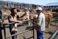 VCG111496800789 TONGLIAO, CHINA - MAY 18: A vendor talks with a buyer at a cattle market on May 18, 2024 in Tongliao, Inner Mongolia of China. (Photo by Liu Wenhua/China News Service/VCG 