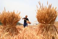 VCG111497091827 ZAOZHUANG, CHINA - MAY 19: A farmer harvests wheat in a field ahead of Chinese solar term Xiaoman (grain buds) on May 19, 2024 in Zaozhuang, Shandong Province of China. Grain buds, the 8th solar term of a year, begins on May 20 this year. (Photo by Zhang Qiang\/VCG