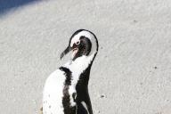 VCG111499722439 CAPE TOWN, SOUTH AFRICA - JUNE 01: An African penguin preens feathers at African penguins conservation area on June 1, 2024 in Cape Town, South Africa. (Photo by Wang Xi/China News Service/VCG 