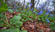UNITED STATES: April 24, 2018: As temps rise spring flowers are popping up along the low lands and river bottoms of Loudoun. Here Mertensia virginica, commonly called Virginia bluebells have flooded the woods with color. This wildflower occurs statewide in moist, rich woods and river floodplains. An erect, clump-forming perennial which grows 1-2